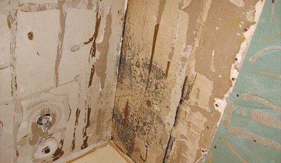 Black mold behind shower wall