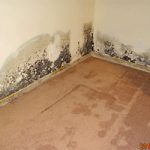 Mold in Apartment: What You Should Do