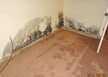 Mold in Apartment What You Should Do