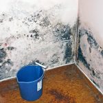 How to Prevent Mold ‒ The Ultimate Guide