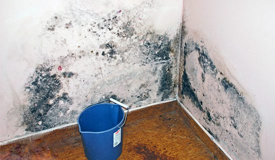 How to Prevent Mold