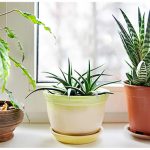 6 All-Natural Ways to Purify the Air in Your Home