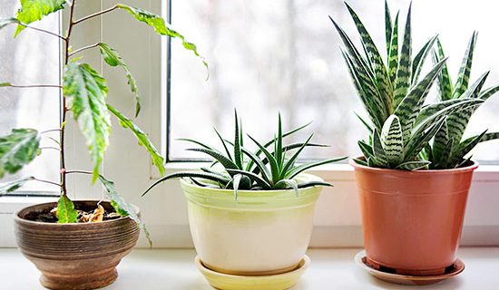 All-Natural Ways to Purify the Air