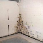 10 Ways to Prevent and Control Mold in Your Basement