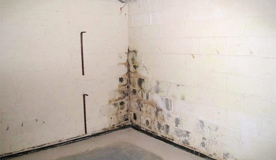 Prevent and Control Mold in Your Basement