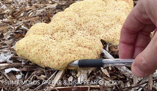 Slime mold growing on your mulch