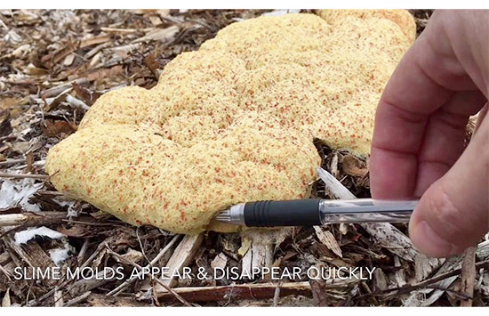 Slime mold growing on your mulch