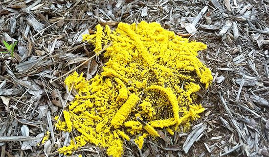 yellow slime mold