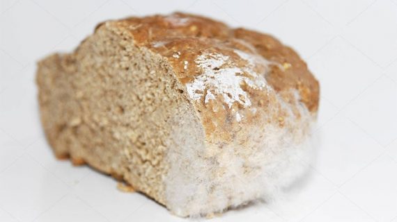 White mold on bread