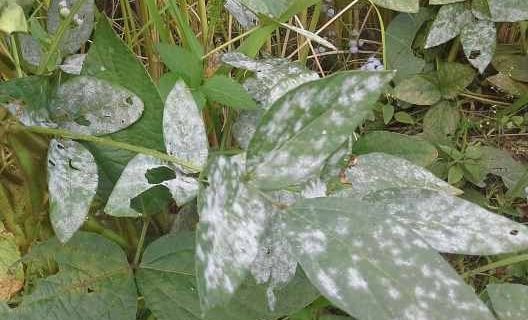 White molds on plants