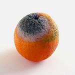 mold inside of orange,