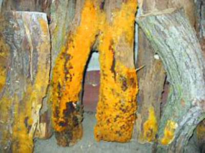 orange-tko-and-mold