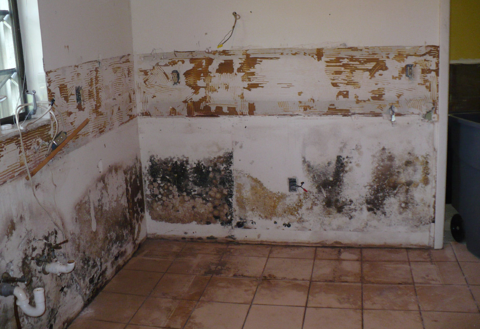 How Mold Removal Canada