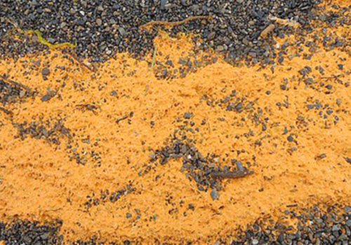 Orange Mold Spores and smell