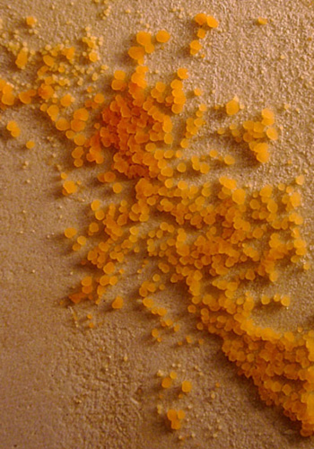 Orange Mold in Bathroom
