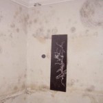 Remove and kill mold resistant on drywall
