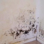 Black Mold Pictures