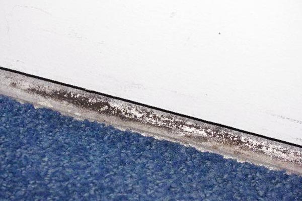 black mold and mildew pictures