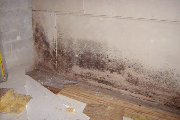 black mold in basement apartment