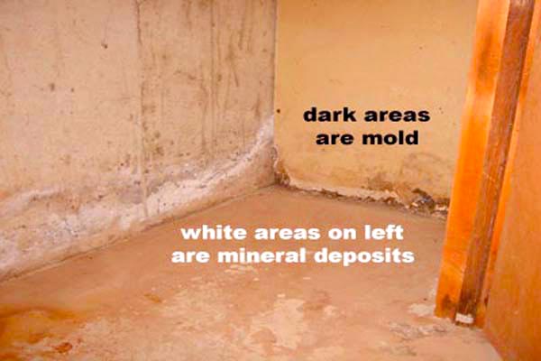 black mold in basement health risks