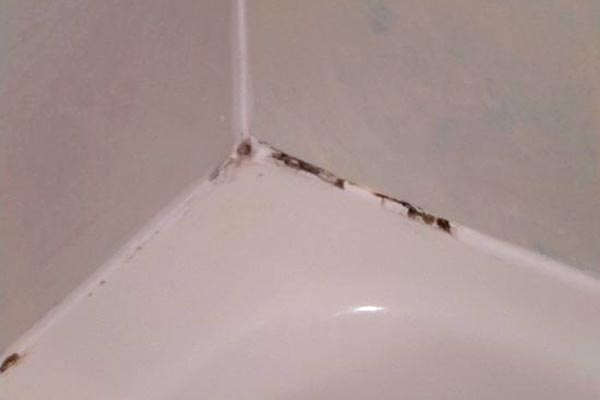 black mold in bathroom drywall