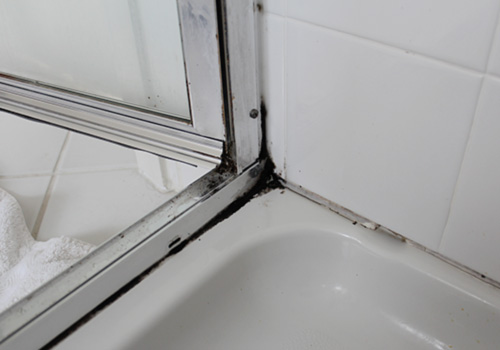 black mold in homes