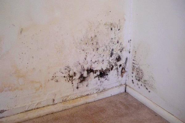 black mold in house for sale