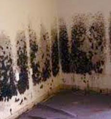 black mold in house how to clean