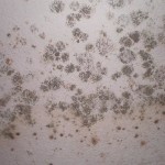 black mold pictures on windows