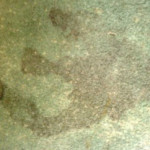 mold removal calgary reviews