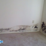 black mold removal cost