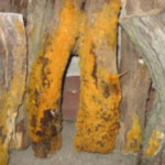 Orange Mold On Wood Dangerous
