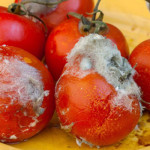Mold on Food Toxic Information and Pictures