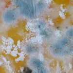 facts about mold on food