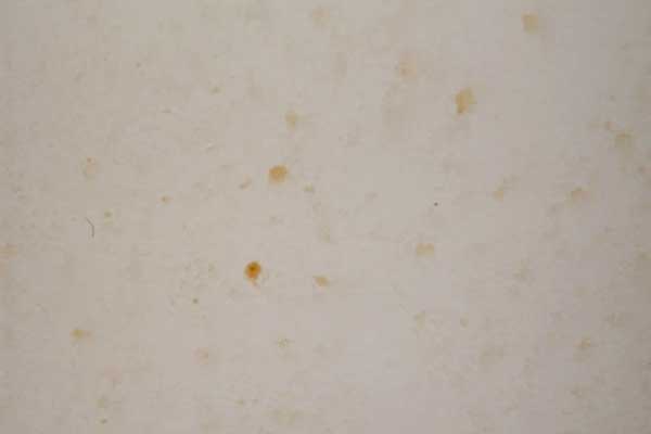 how to clean mold from bathroom ceiling
