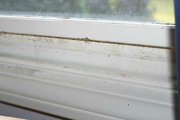 how to clean mold from windows