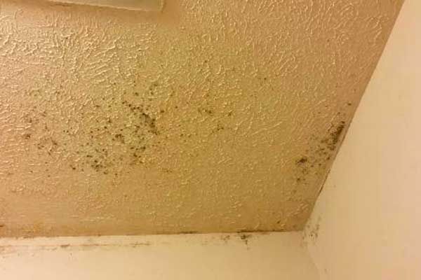 how to clean mold off bathroom walls
