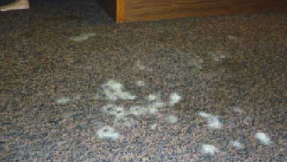 mold carpet
