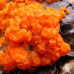 Orange Mold Type, Identify, Facts, and How to Remove