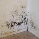 How to Kill, Remove, and Cleaning mold on a walls