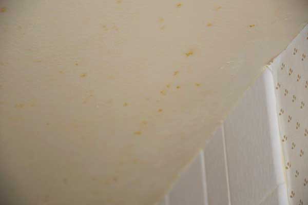 mold on bathroom walls