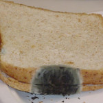 mold on bread science project
