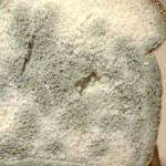 mold on bread wikipedia