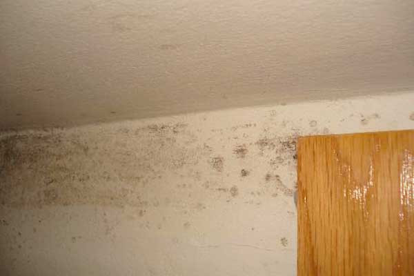 mold on ceiling apartment