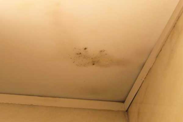 mold on ceiling dangerous