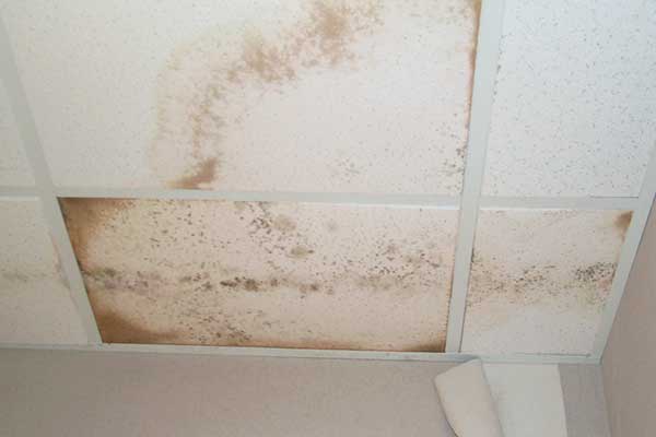 mold on ceiling drywall