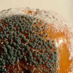 mold on food are they dangerous