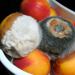 mold on food health effects
