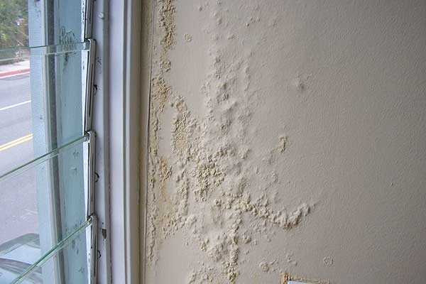 mold on walls in apartment