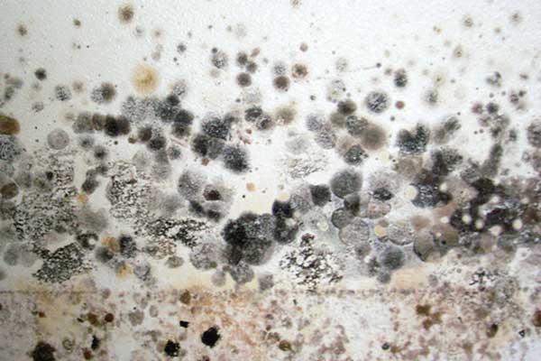mold on walls in bedroom dangerous